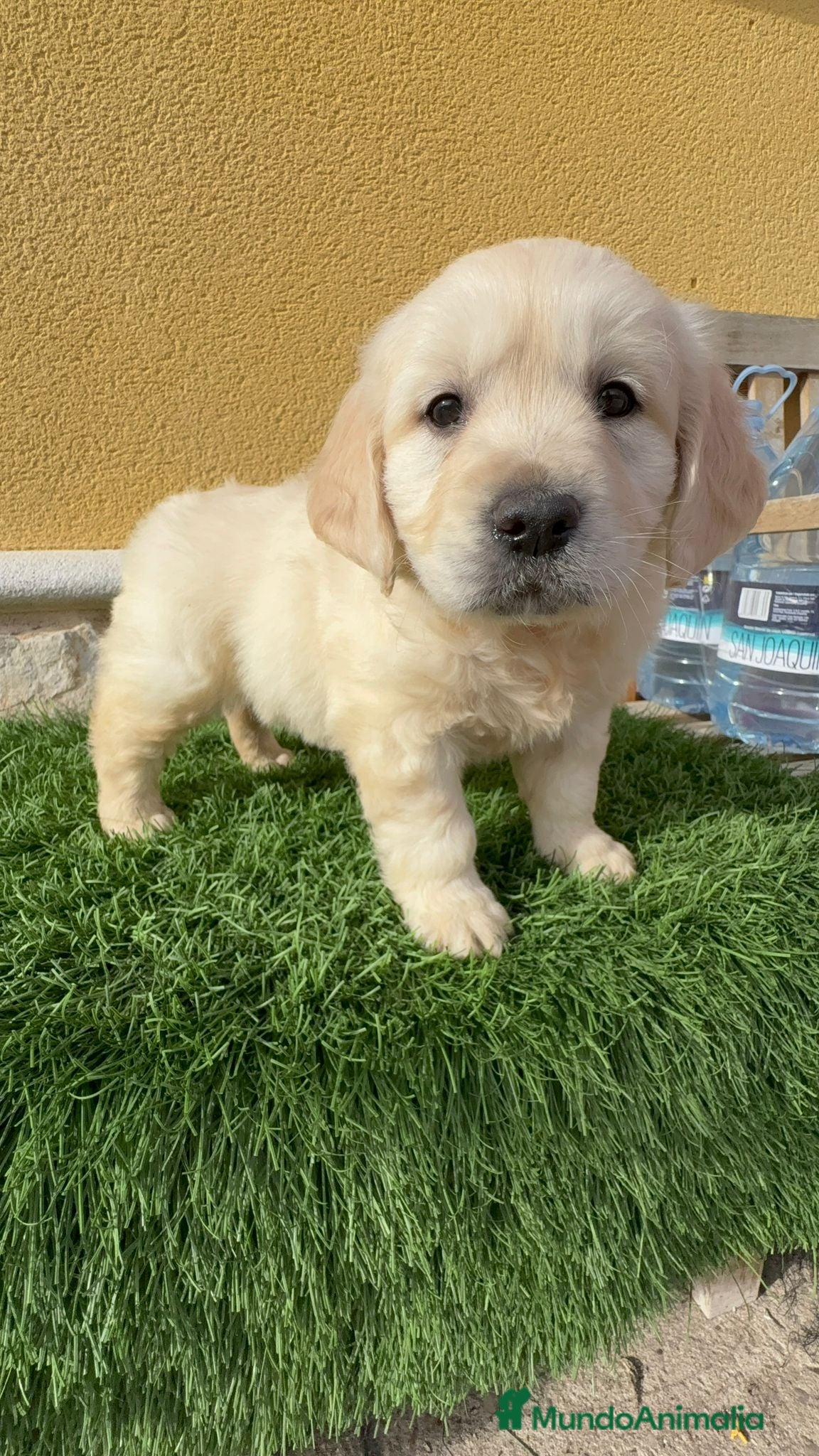 Golden Retriever perros Cachorros de Golden retriever macho y hembra - Anuncio 1