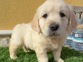 Golden Retriever perros Cachorros de Golden retriever macho y hembra - Anuncio 1