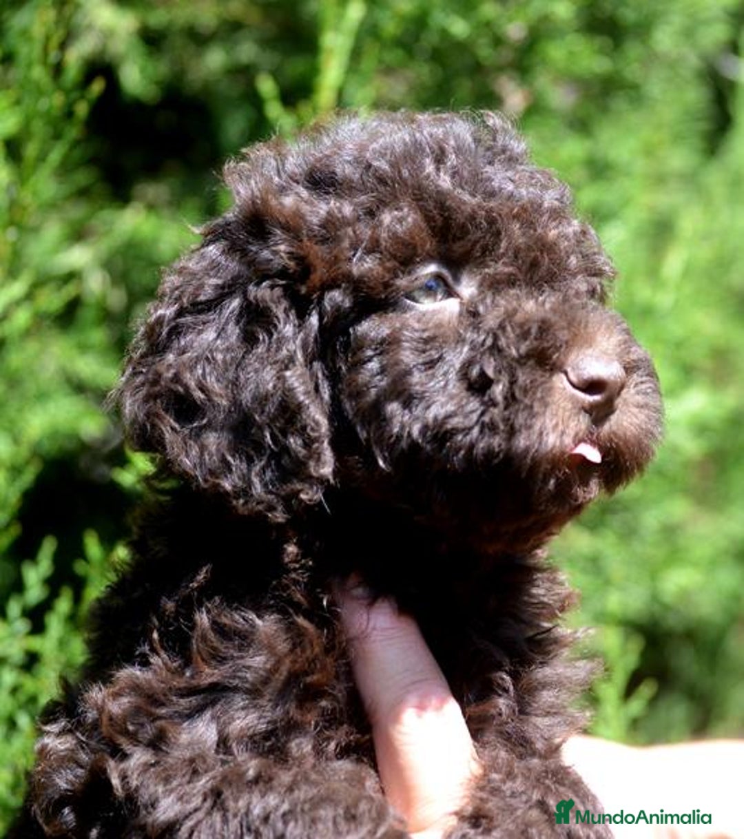 Perro de Agua Español perros en venta: Cachorras hembras de perro de agua español - Imagen 8