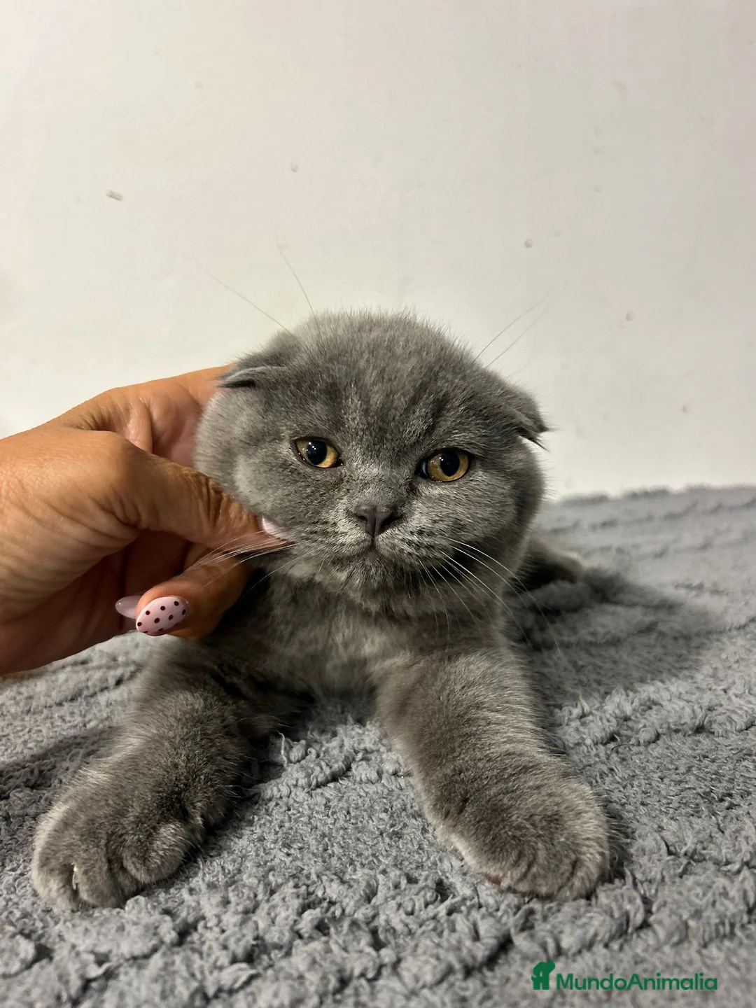 Scottish Fold gatos en venta: Hembra de scotish fondo blue - Anuncio 1