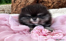 Pomerania perros en venta: Pomerania Black and Tan - Imagen 1