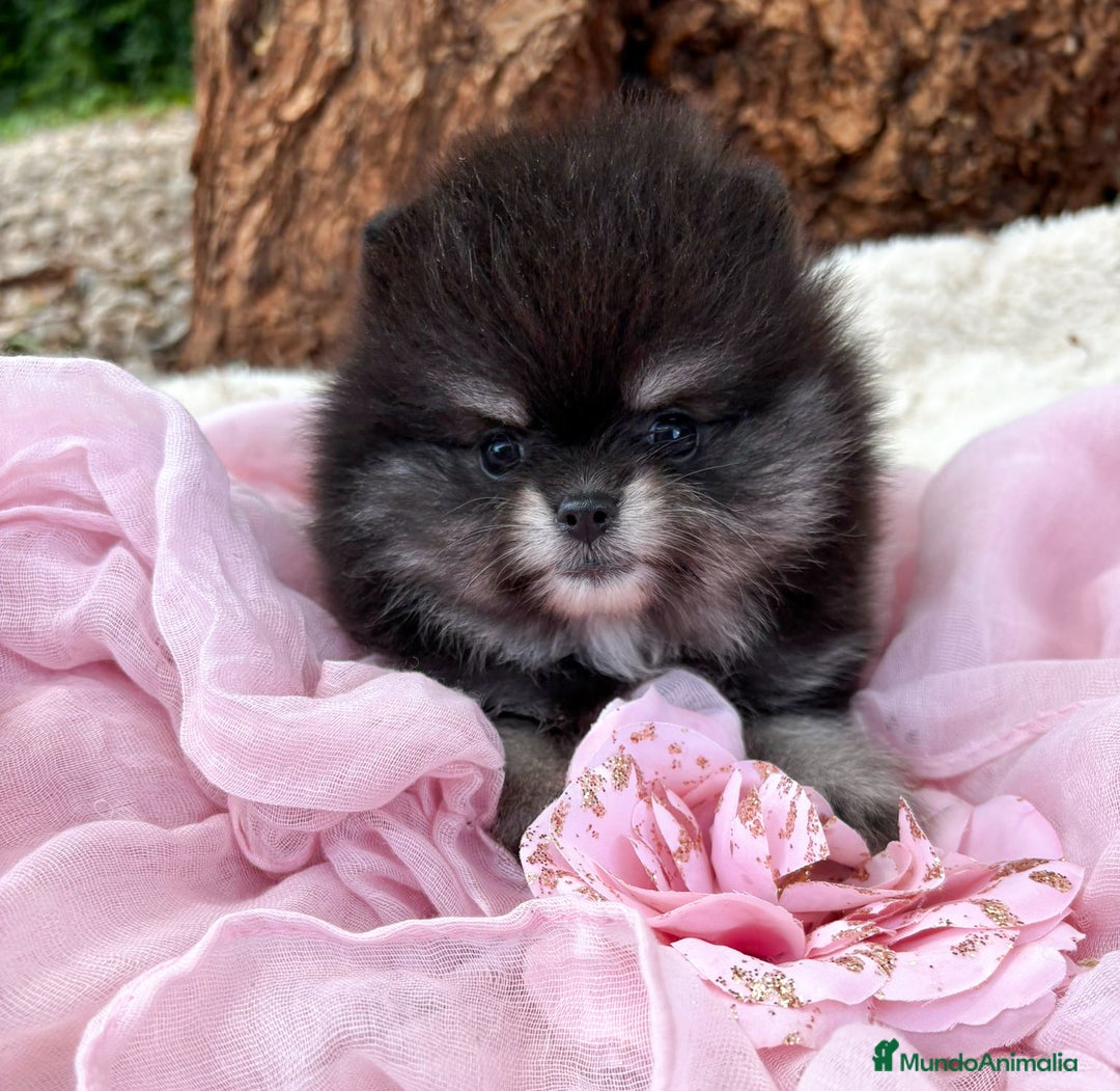 Pomerania perros en venta: Pomerania Black and Tan - Imagen 1