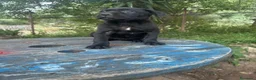 Cane Corso perros en venta: Disponible Cane Corso de Calidad  - Anuncio 4