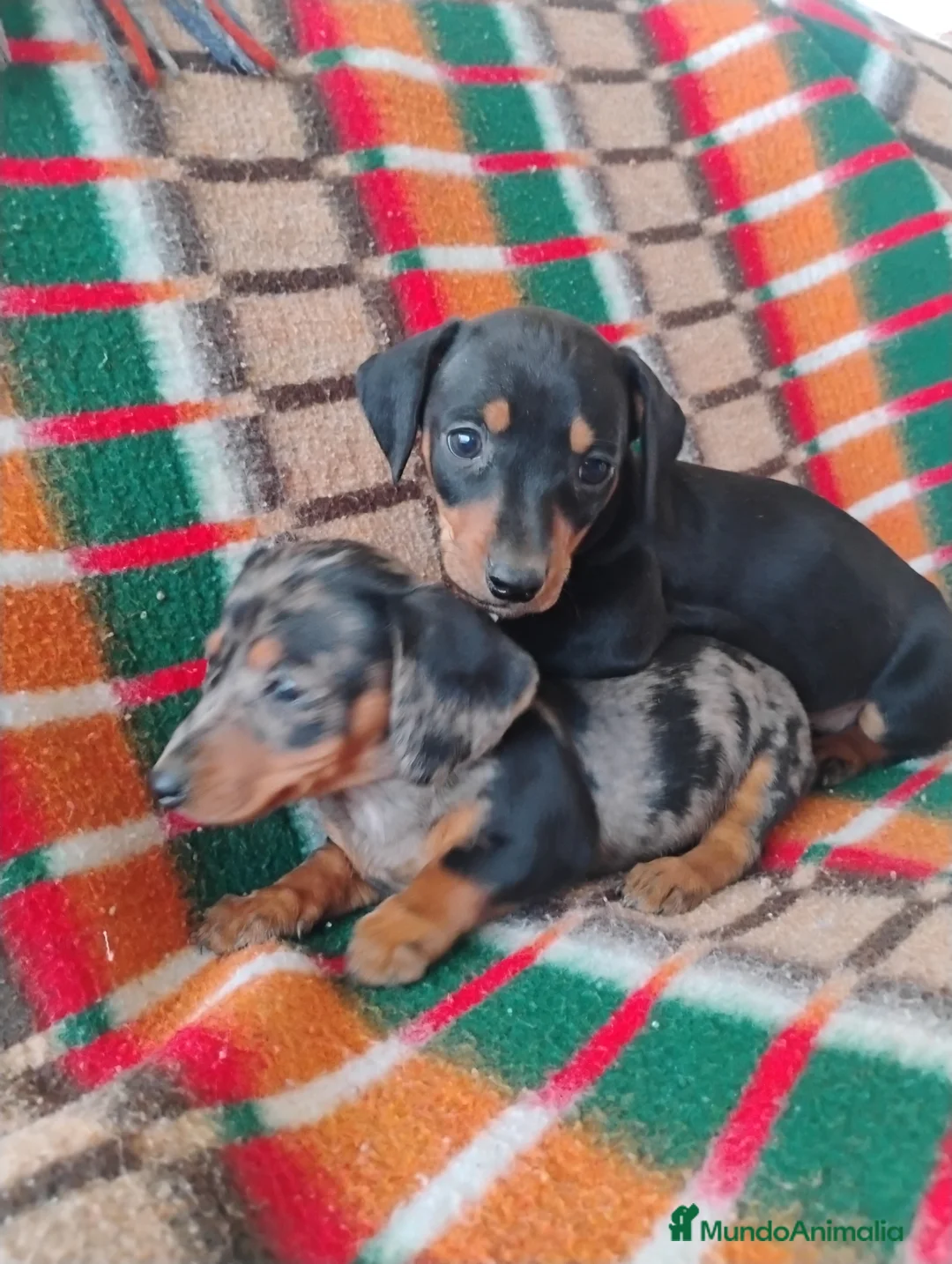 Teckel Miniatura perros en venta: Machito teckel negro y fuego miniatura  - Anuncio 7