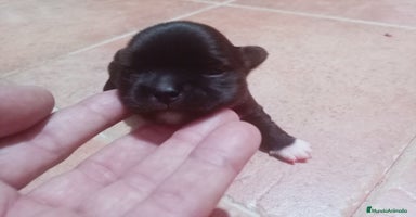 Chihuahua perros - Anuncio 1