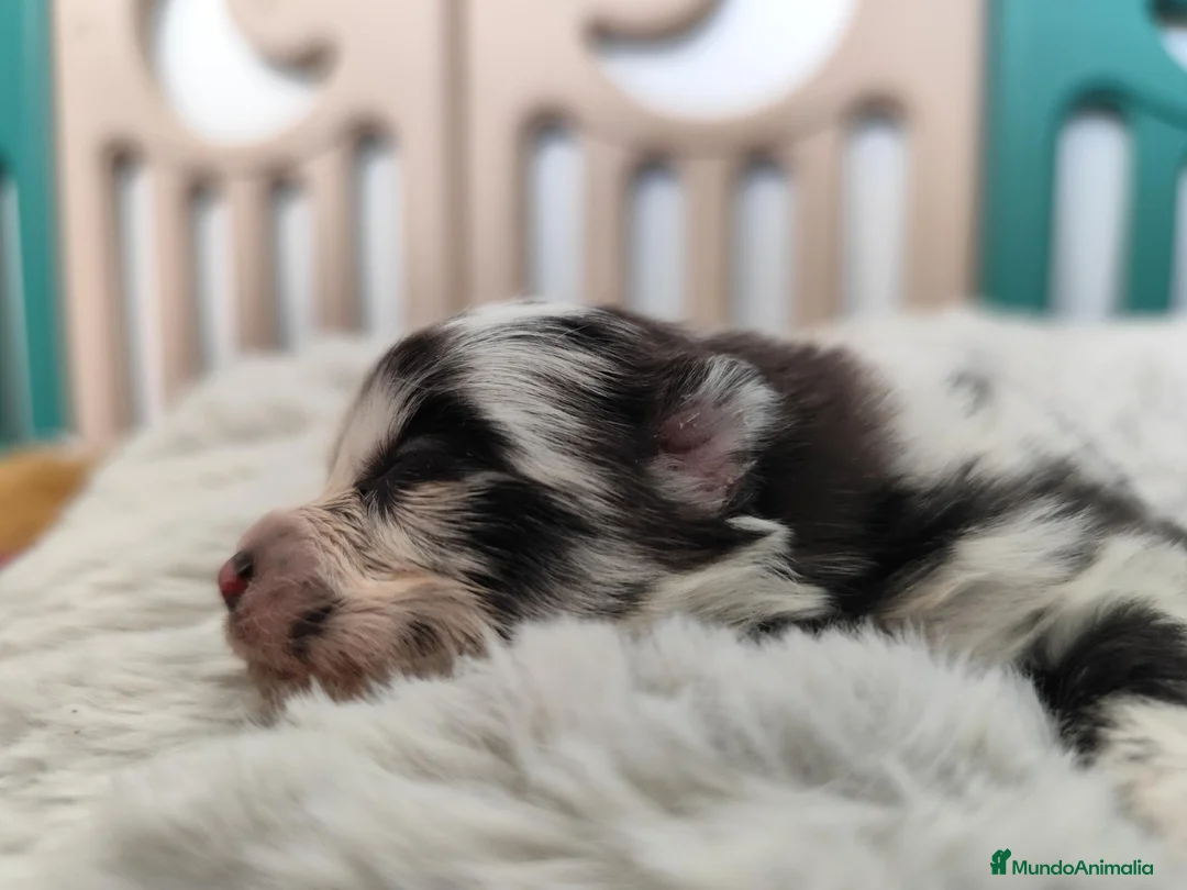 Pomerania perros en venta: Pomerania exóticos  - Anuncio 2