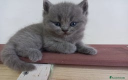 Británico de Pelo Corto gatos en venta: British shorthair  - Imagen 4