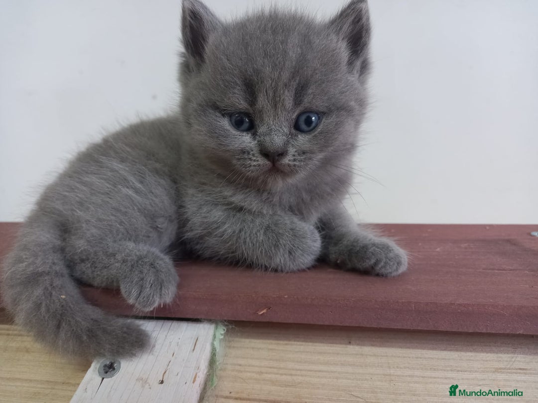 Británico de Pelo Corto gatos en venta: British shorthair  - Imagen 4