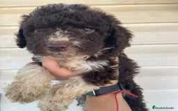 Perro de Agua Español perros en venta: Perro de agua  - Imagen 4