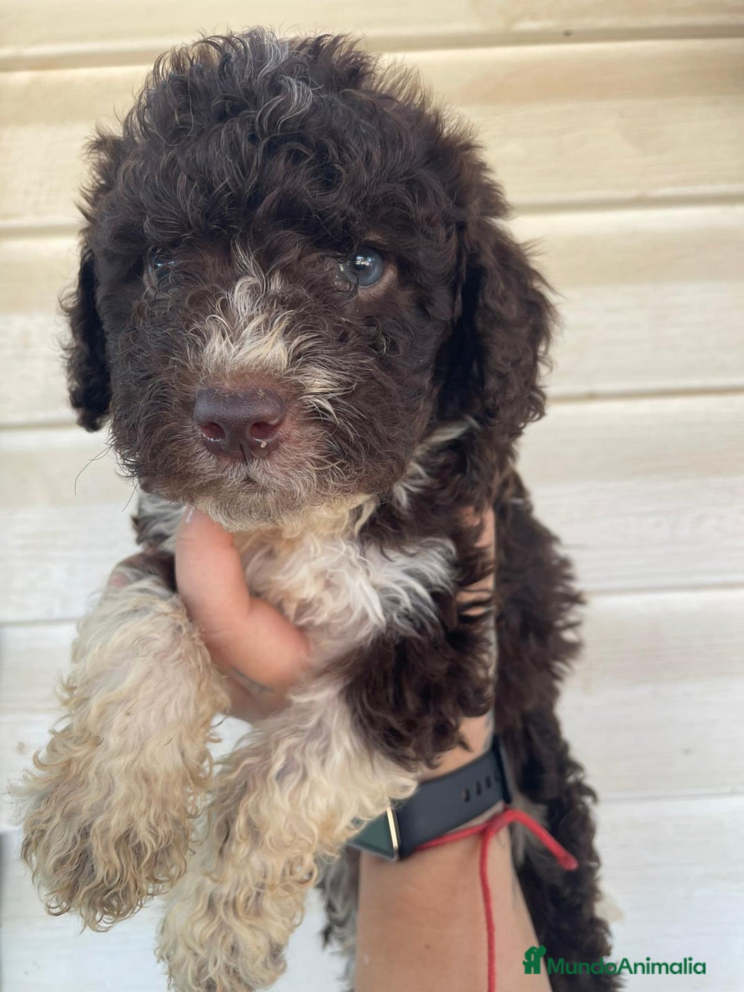 Perro de Agua Español perros en venta: Perro de agua  - Imagen 4