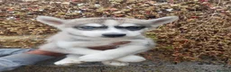 Husky Siberiano perros en venta: Husky Siberiano en Salamanca - Anuncio 2