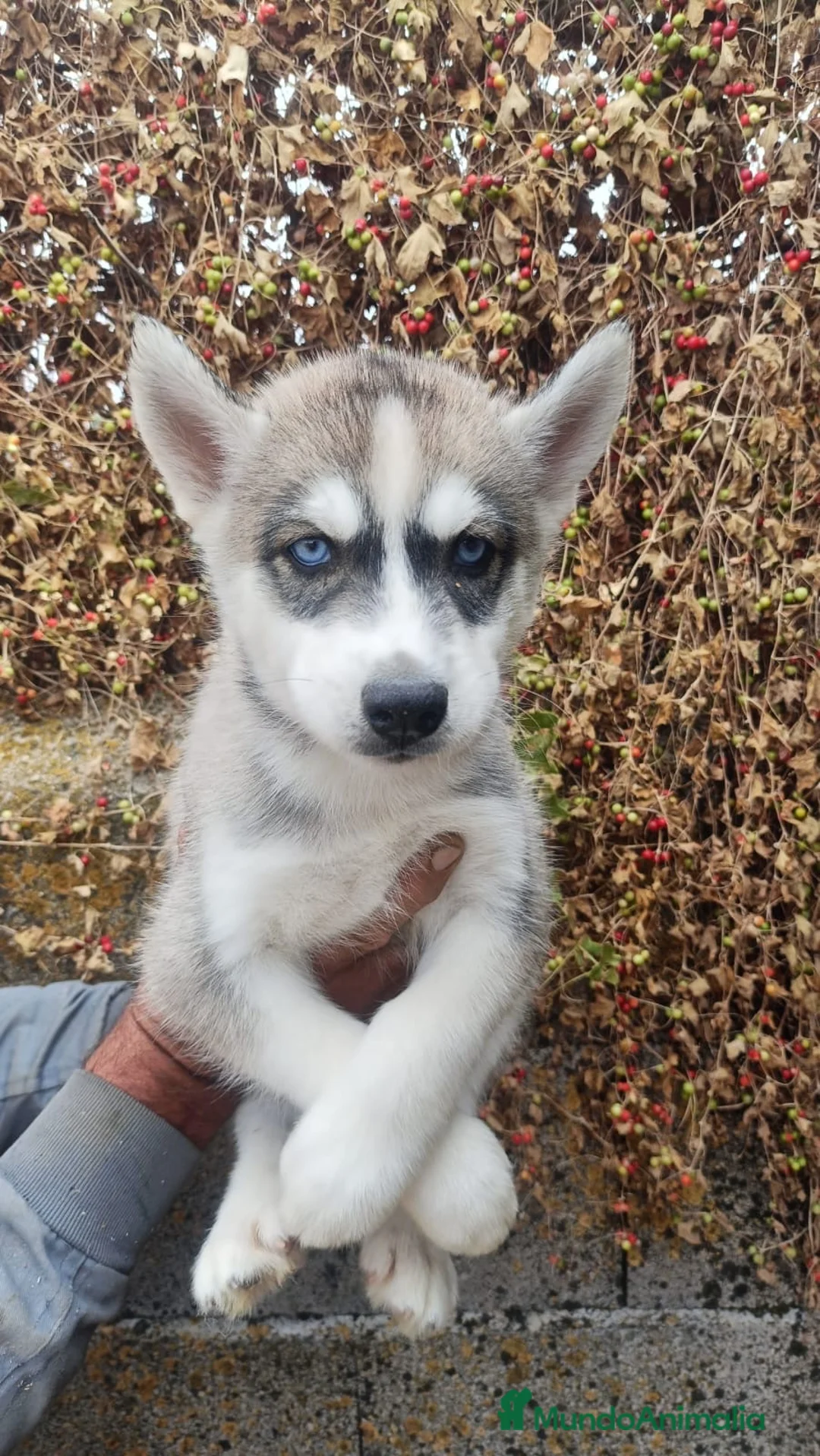Husky Siberiano perros en venta: Husky Siberiano en Salamanca - Anuncio 2