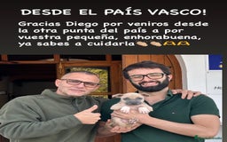 American Staffordshire-Terrier perros en venta: American Stanford (transparencia) - Anuncio 4