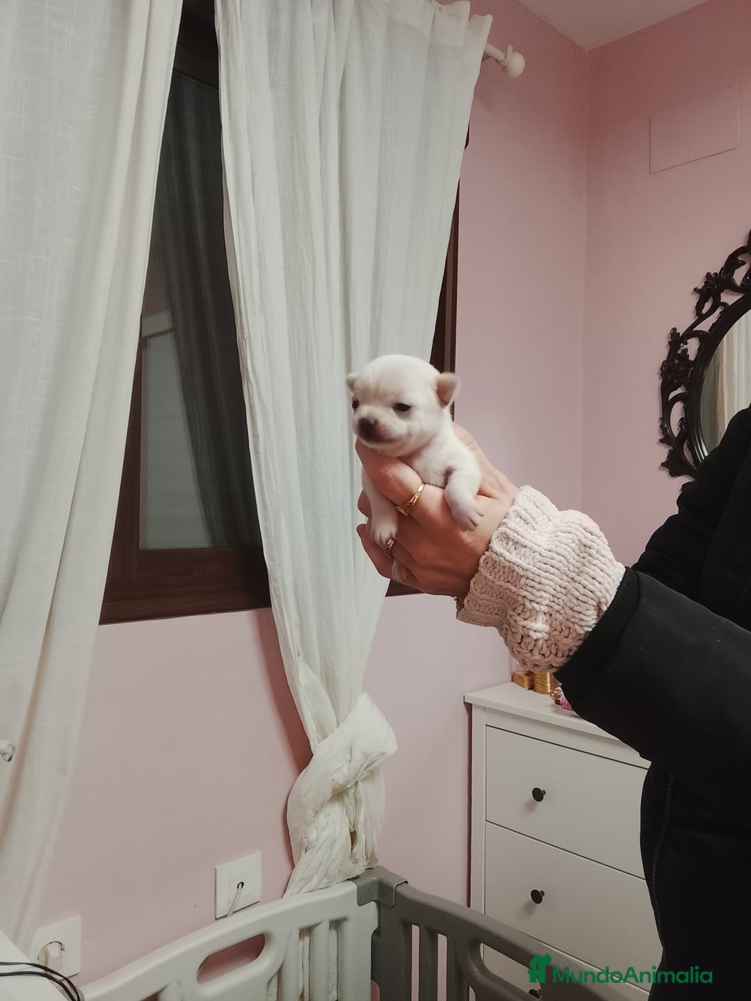 Chihuahua perros en venta: Camada de chihuahuas toy - Anuncio 1