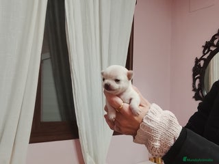 Chihuahua perros Camada de chihuahuas toy - Anuncio 1