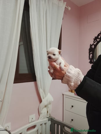 Chihuahua perros Camada de chihuahuas toy - Anuncio 1