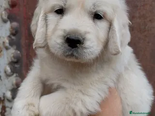 Golden Retriever perros Golden retriever - Anuncio 1