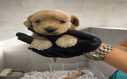 Maltipoo perros en venta: CACHORROS DE MALTIPOO - Imagen 2