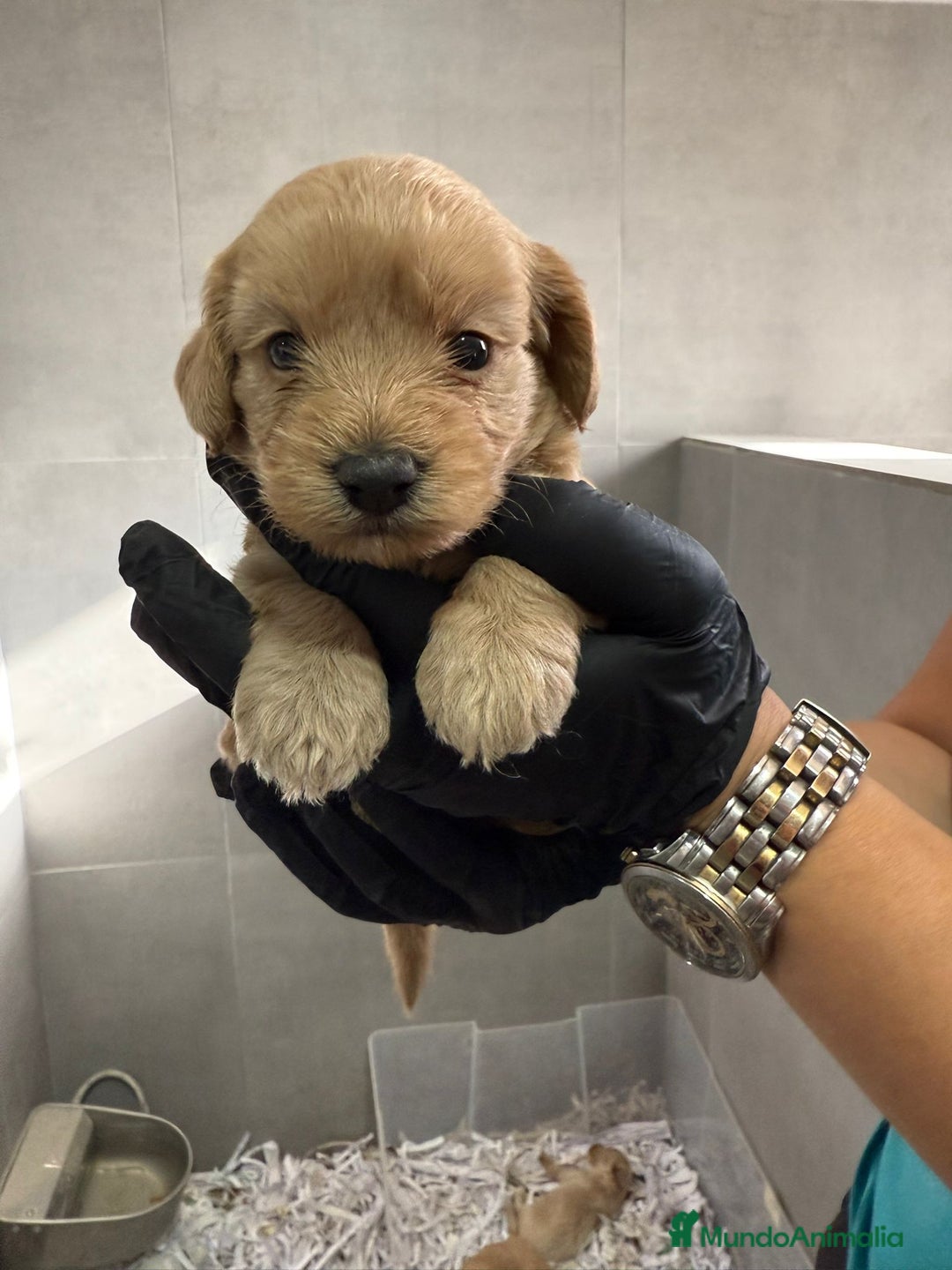 Maltipoo perros en venta: CACHORROS DE MALTIPOO - Imagen 2