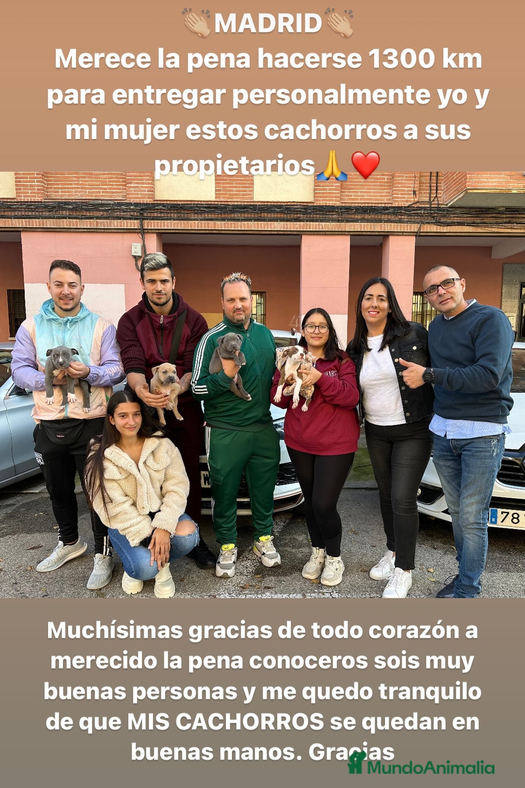 Chihuahua perros en venta: Chihuahuas mis nuevos pequeños - Imagen 4