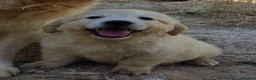Golden Retriever perros en venta: Preciosos cachorros de golden retriever - Anuncio 4