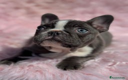 Bulldog Francés perros en venta: BULLDOG FRANCÉS EXÓTICO MERLE - Imagen 3
