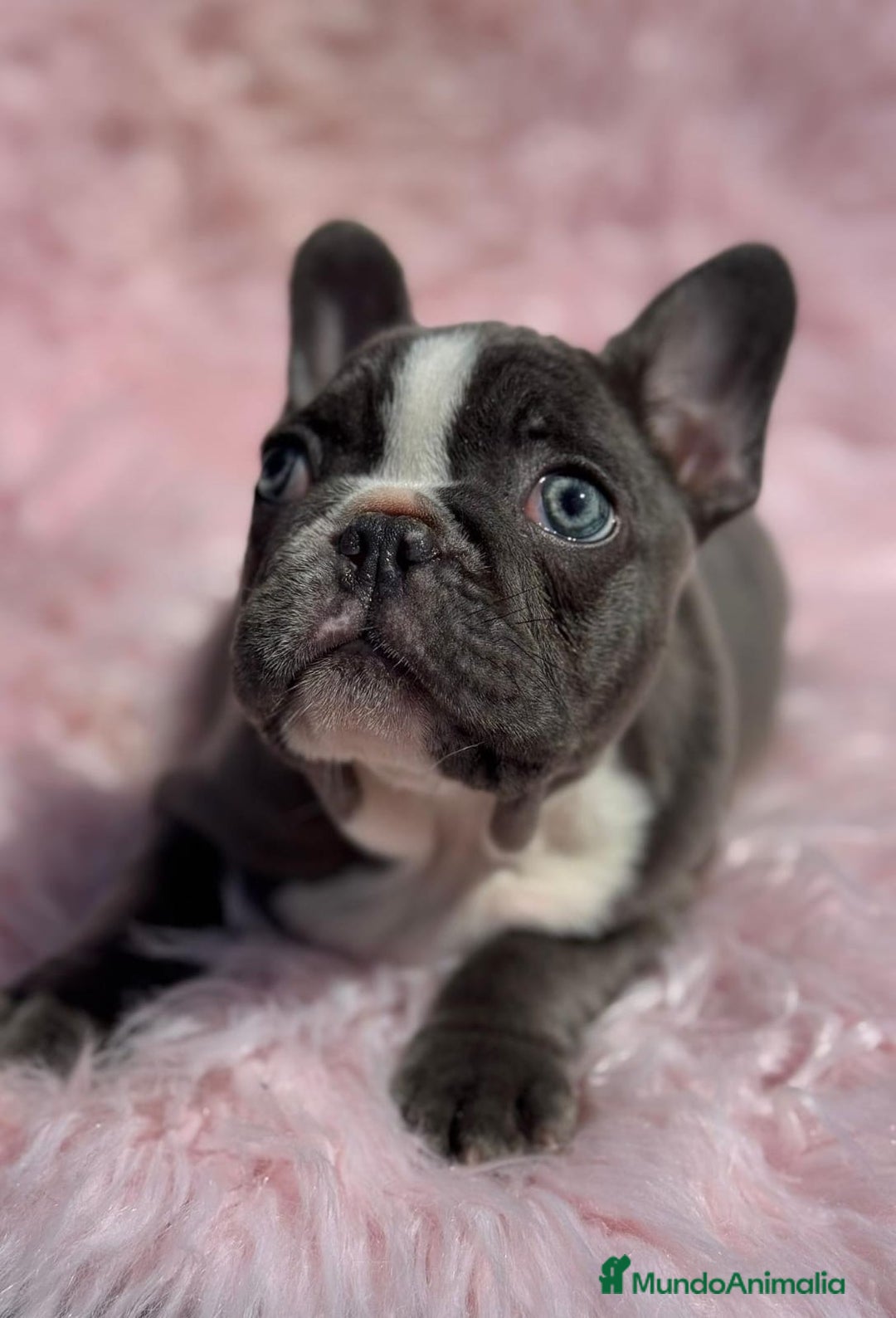 Bulldog Francés perros en venta: BULLDOG FRANCÉS EXÓTICO MERLE - Imagen 3