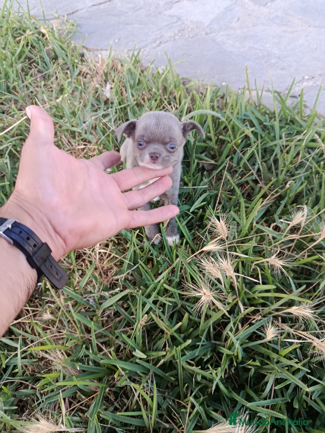 Chihuahua perros en venta: 🐶✨ Cachorros Chihuahua de Línea Exclusiva ✨🐶 - Imagen 9