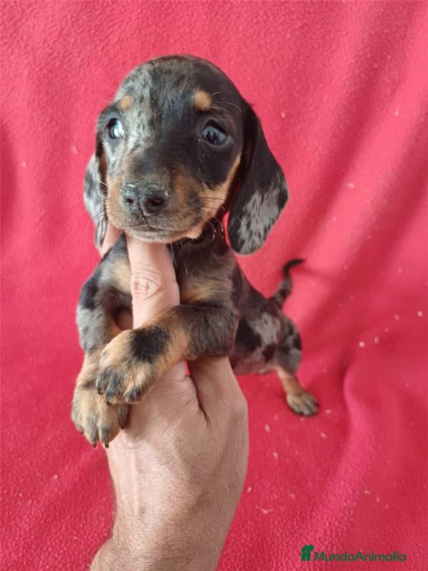 Teckel Miniatura perros Teckel Miniatura Arlequin  - Anuncio 17