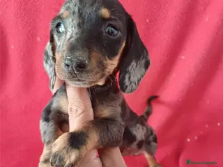 Teckel Miniatura perros Teckel Miniatura Arlequin - Anuncio 17