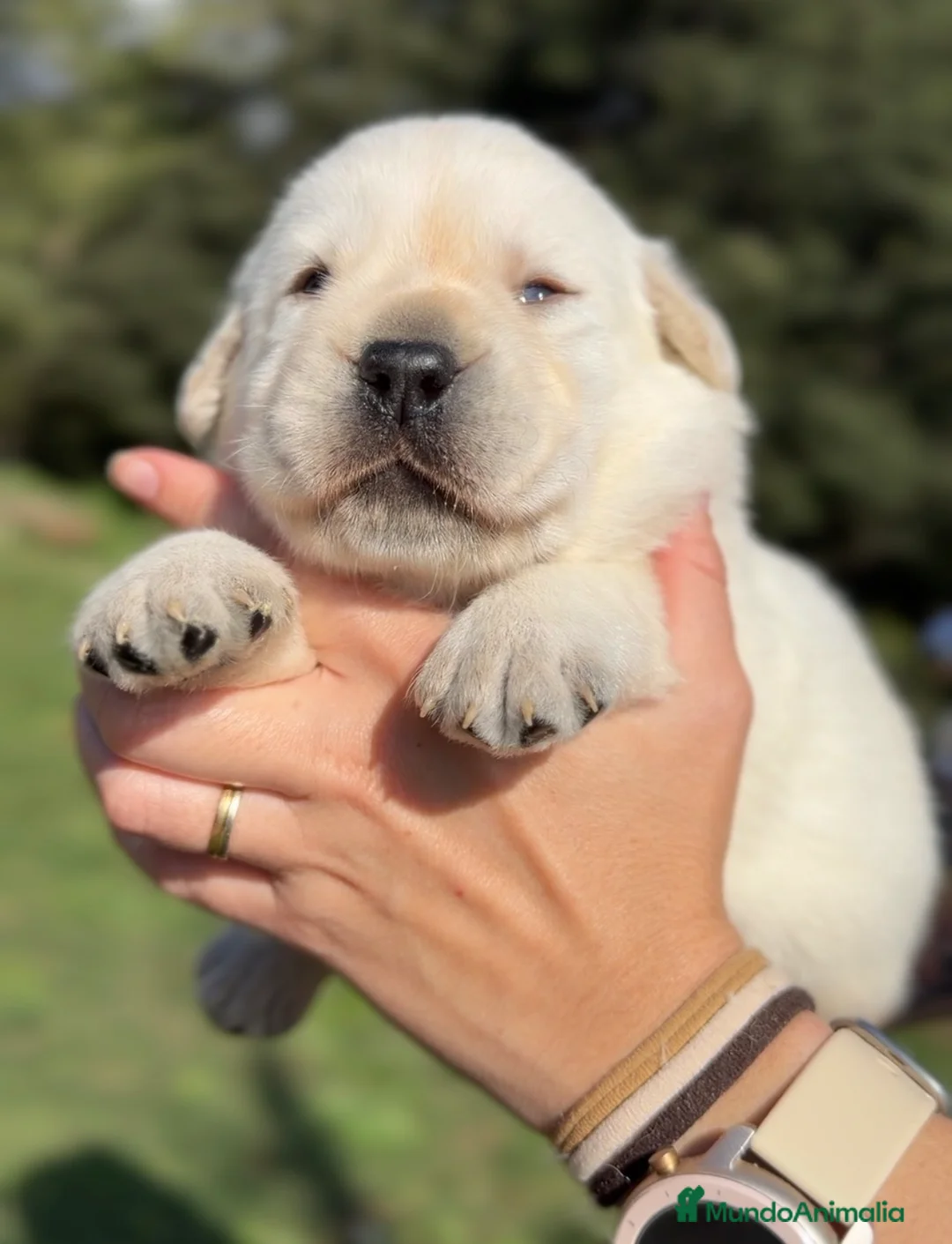 Labrador Retriever perros en venta: Labrador amarillo  - Anuncio 3