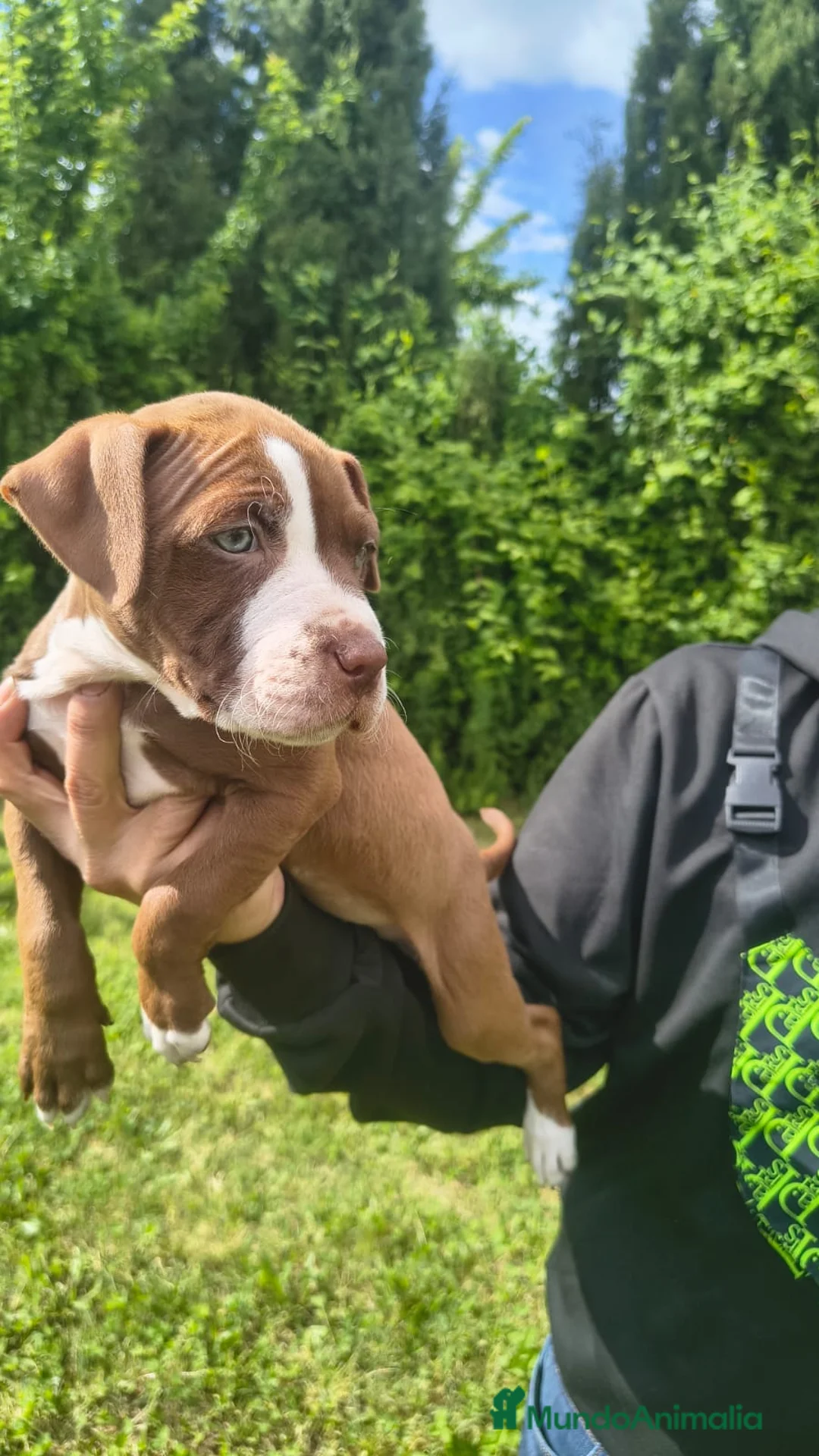 American Staffordshire-Terrier perros en venta: American stanfford terrier - Anuncio 2