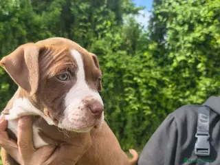 American Staffordshire-Terrier perros American stanfford terrier - Anuncio 14