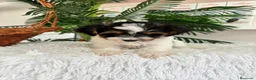 Yorkshire Terrier perros en venta: YORKSHIRE BIEWER - Anuncio 8