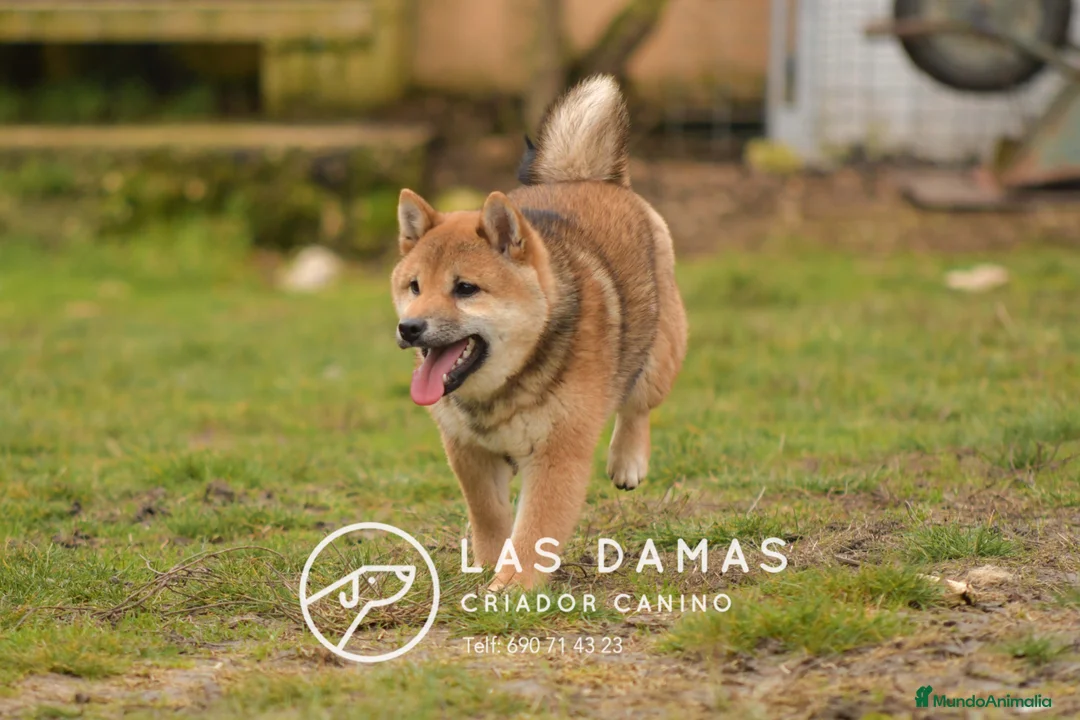 Shiba Inu perros en venta: SHIBA INU HEMBRA DISPONIBLE - Anuncio 4