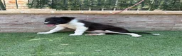 Border Collie perros en venta: Cachorra Border collie  - Anuncio 3