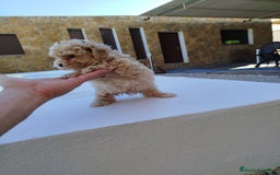 Maltipoo perros en venta: Maltipoo toy  - Imagen 4