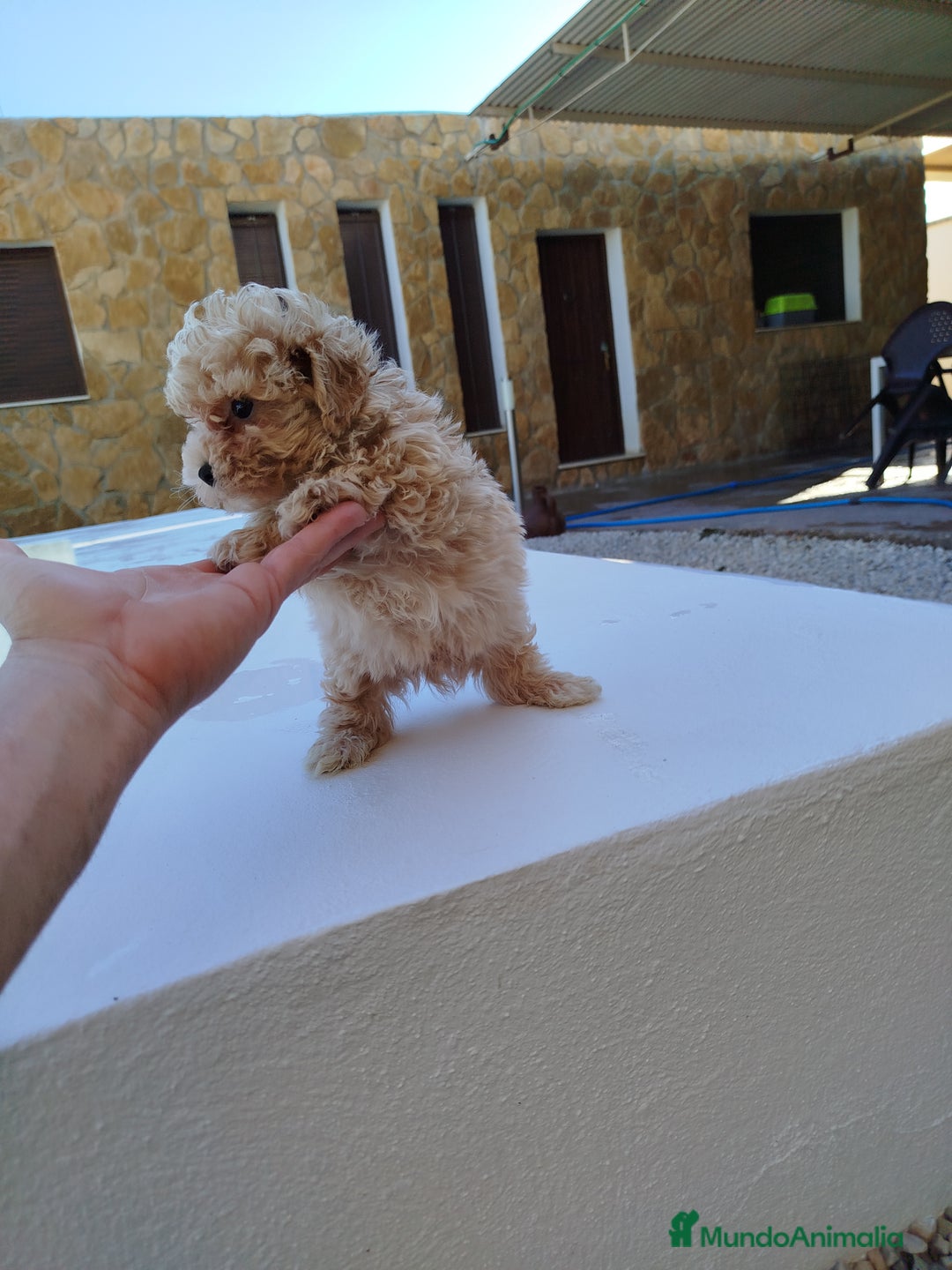 Maltipoo perros en venta: Maltipoo toy  - Imagen 4