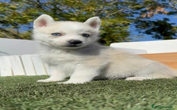 Husky Siberiano perros en venta: HUSKY SIBERIANO - Anuncio 7