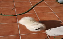 Pomerania perros en venta: Pomerania hembra 1,500kg con 8 meses  - Imagen 4