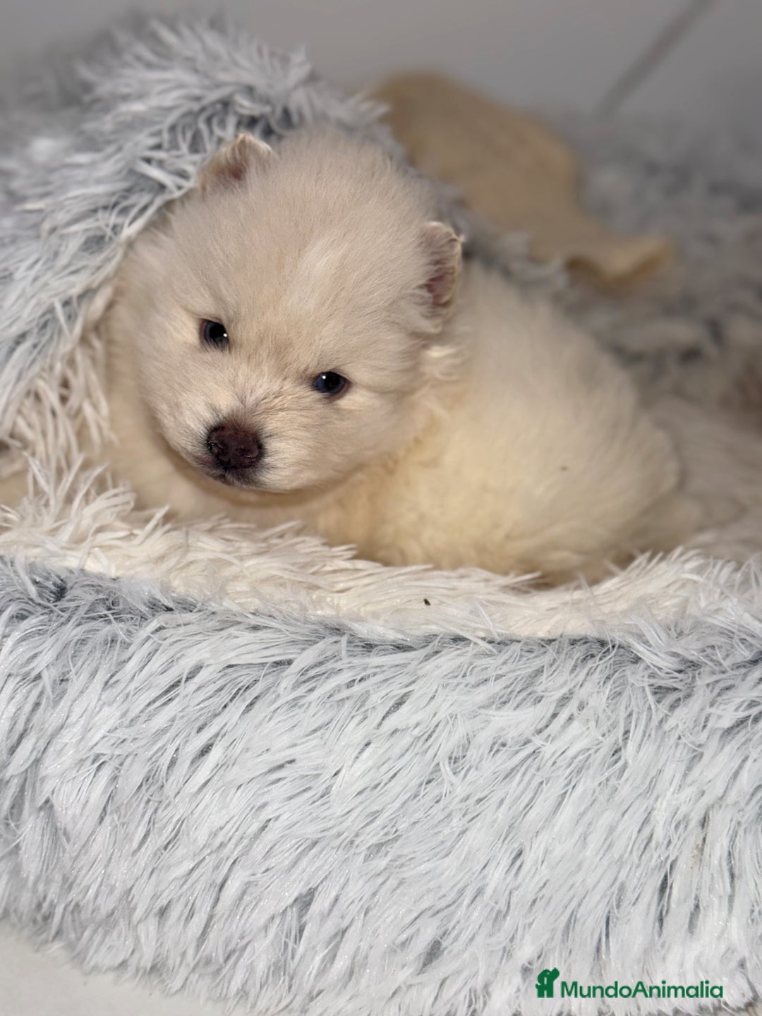 Pomsky perros en venta: Pomsky  - Anuncio 8