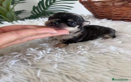 Chihuahua perros en venta: CHIHUAHUA HEMBRA MERLE - Imagen 3