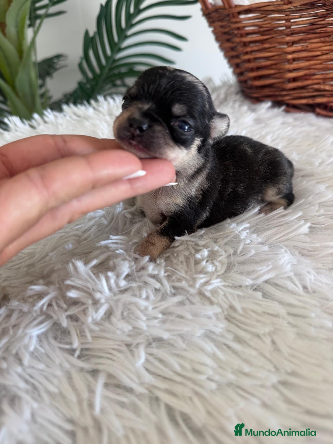 Chihuahua perros en venta: CHIHUAHUA HEMBRA MERLE - Imagen 3