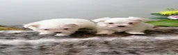 Bichón Maltés perros en venta: Bichon maltés americano  - Anuncio 4