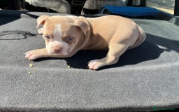 American Bully perros en venta: American bully pocket  - Imagen 1