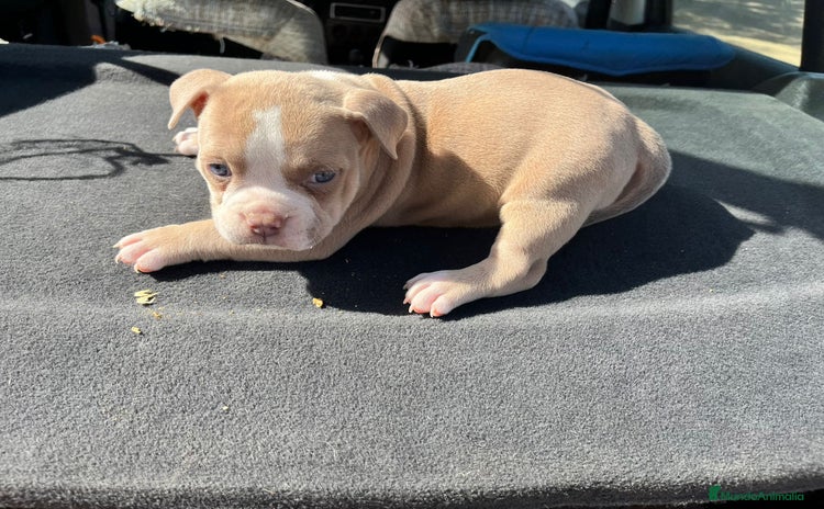 American Bully perros - Anuncio 2