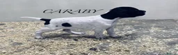 Pointer perros en venta: Benidorm Caraby pointer inglés  - Anuncio 3