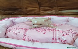 Chihuahua perros en venta: CHIHUAHUA TOY - Imagen 7