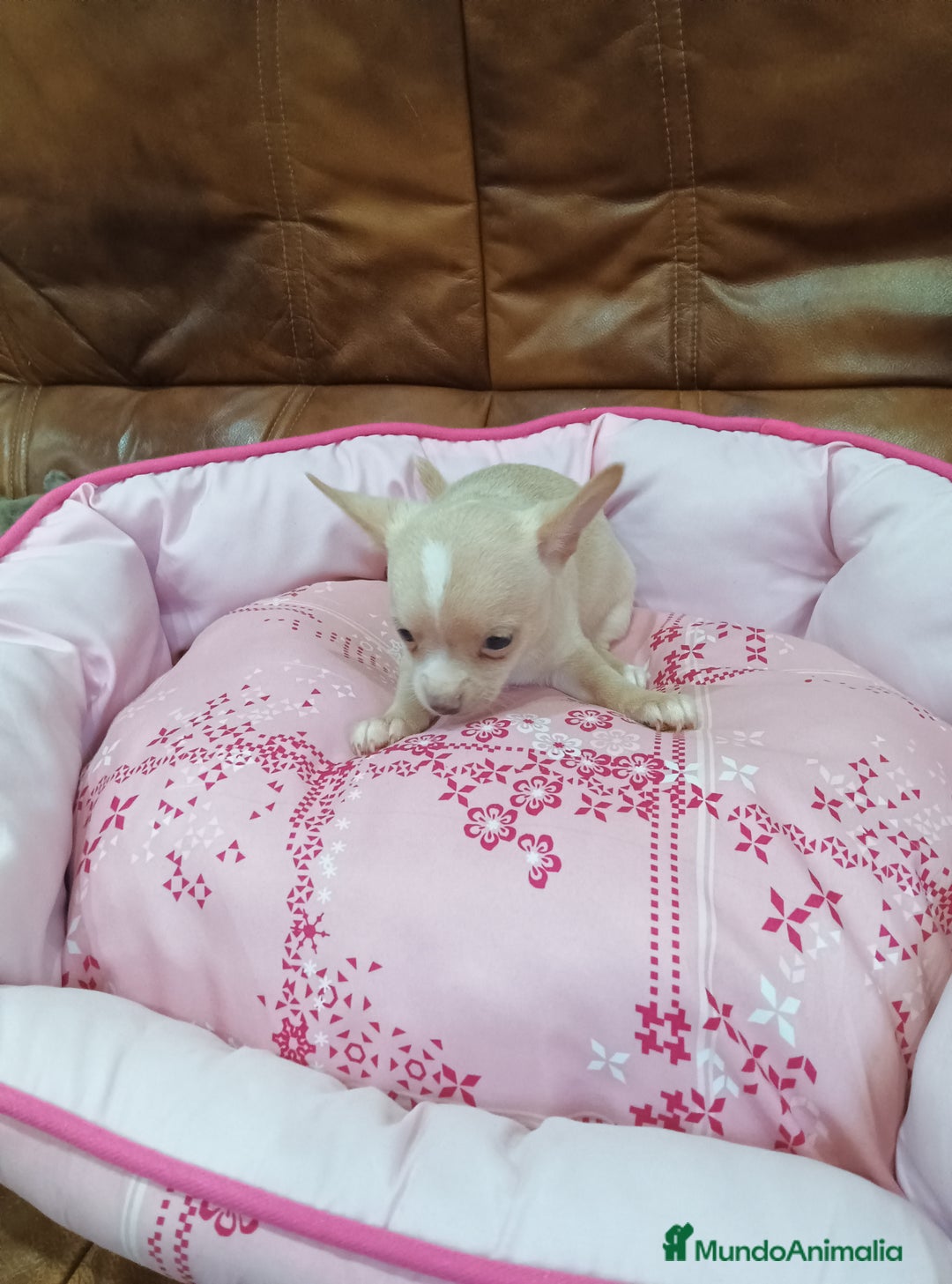 Chihuahua perros en venta: CHIHUAHUA TOY - Imagen 7