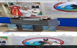 Bichón Maltés perros en venta: Bichon Maltese Coreano Asiático Puro mini - Imagen 6